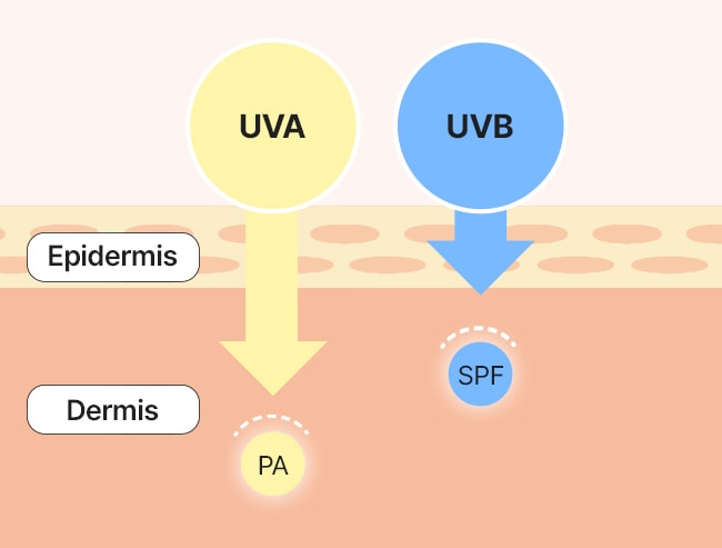 UVA - UVA : Epidermis -> Dermis -> PA / UVB - UVB : Epidermis -> Dermis -> SPF