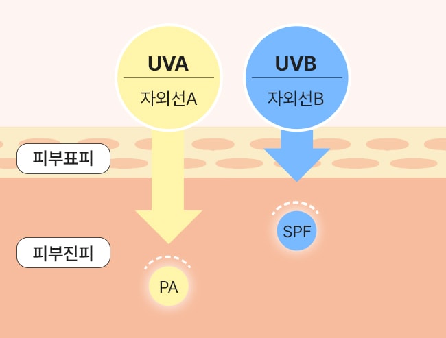 표피부터 진피층까지 도달하는 자외선을 2중으로 차단 UVA - 자외선A : 피부표피 -> 피부진피 -> PA, UVB - 자외선B : 피부표피 -> 피부진피 -> SPF