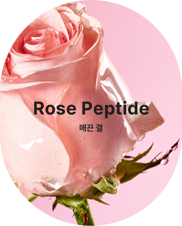 Rose Peptide 매끈 결